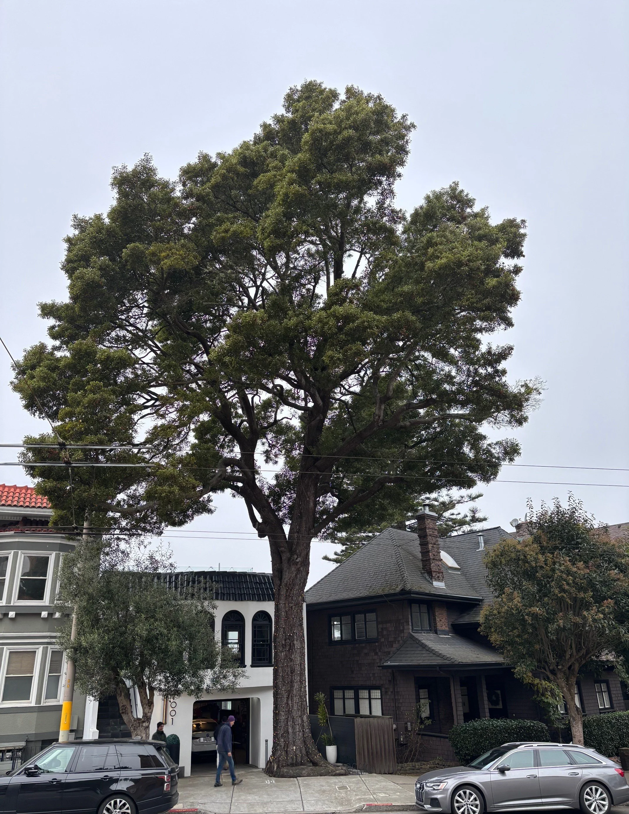 San Francisco Trees